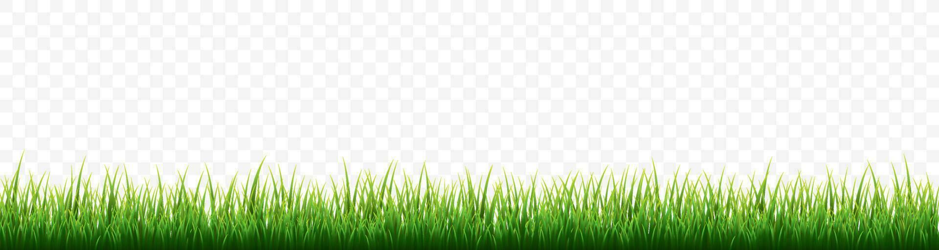 Green grass border set on transparent background. Vector Illustration