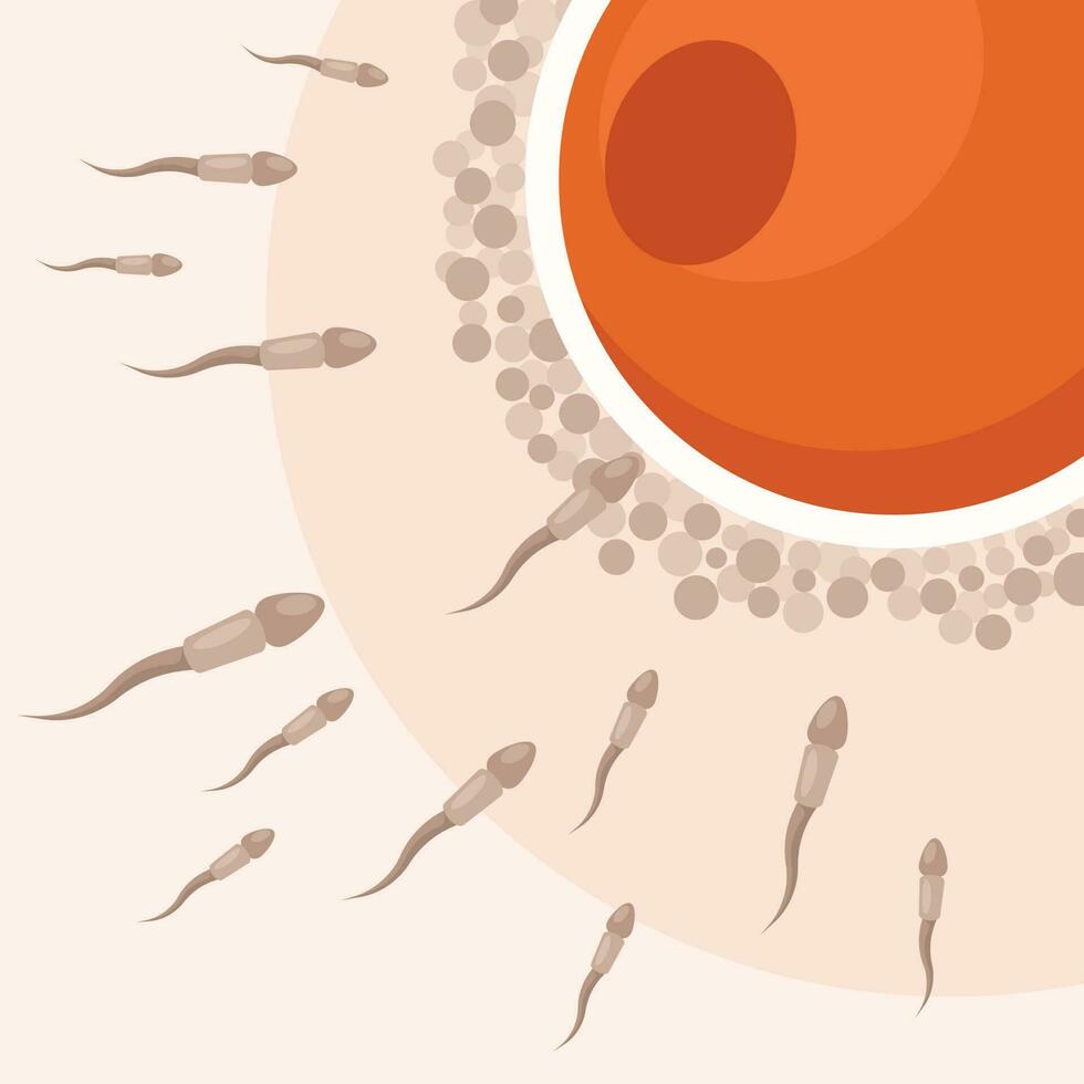 Fertilization, Isolated Background. vector