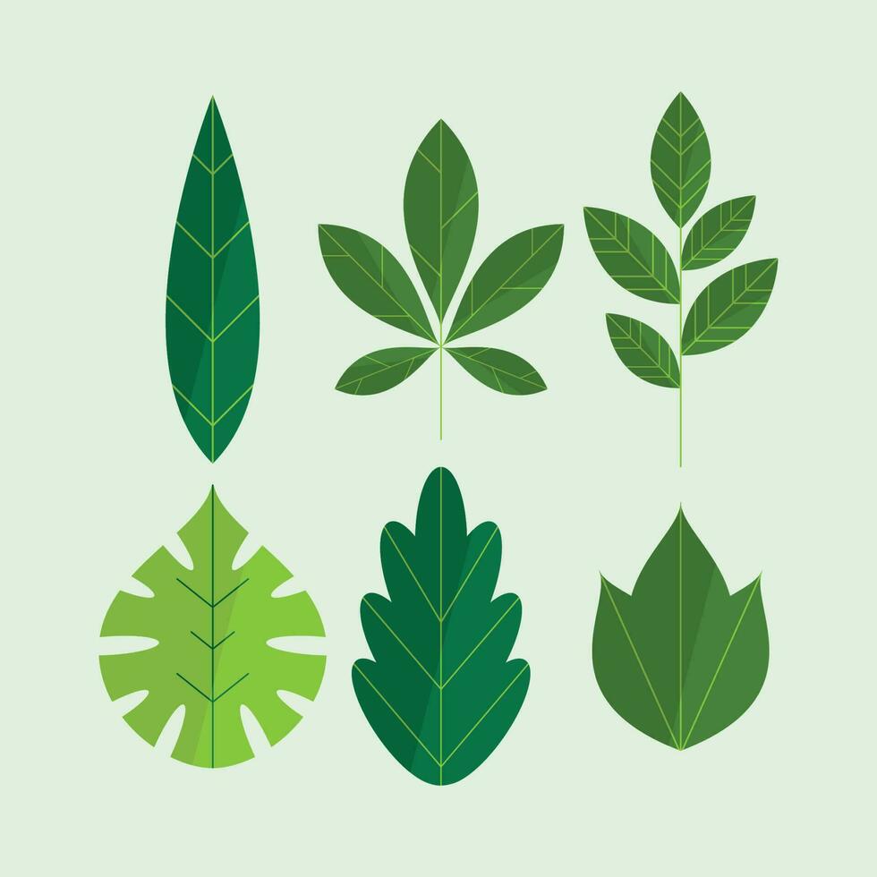 beautiful leaves collection vector