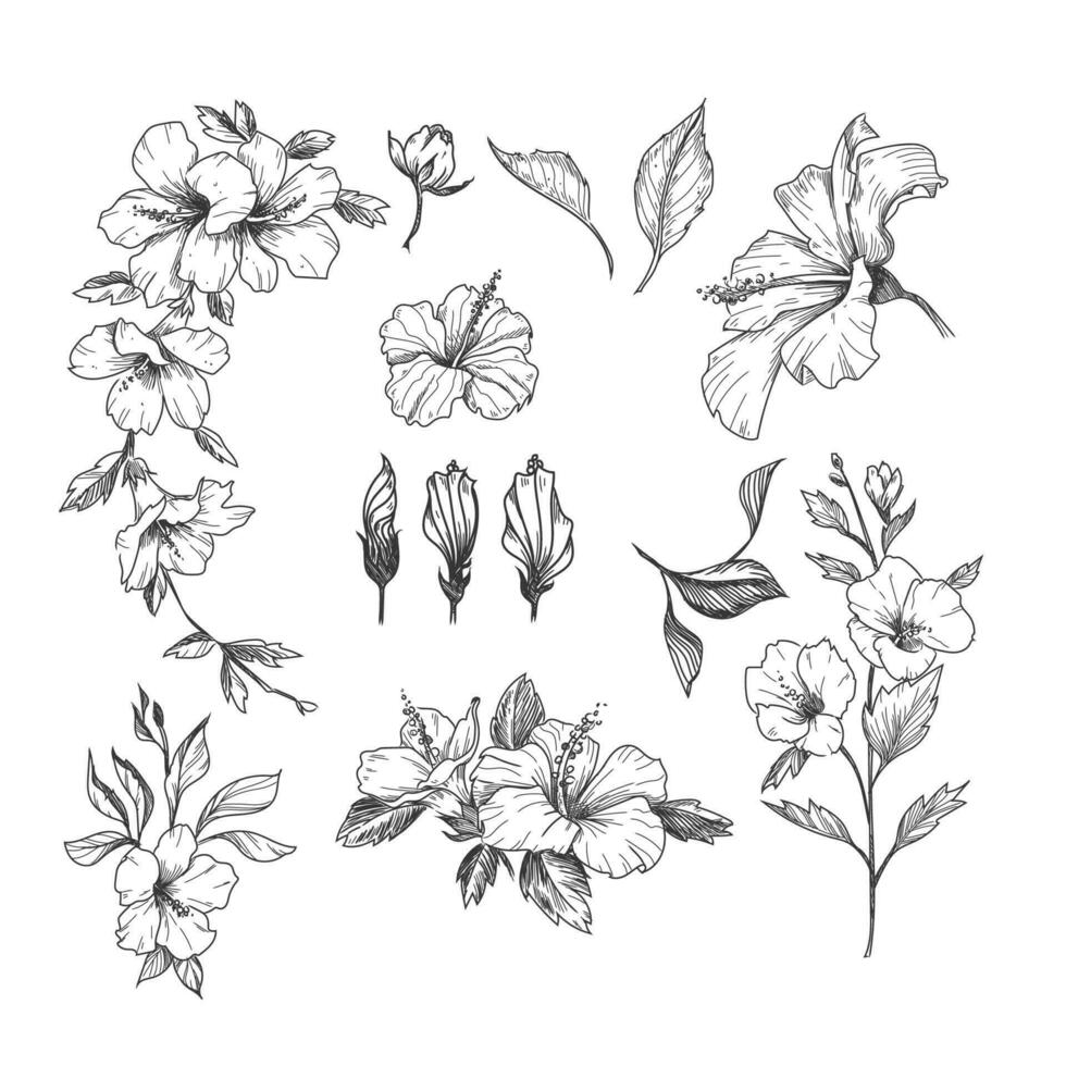 flowers illustrations in vector