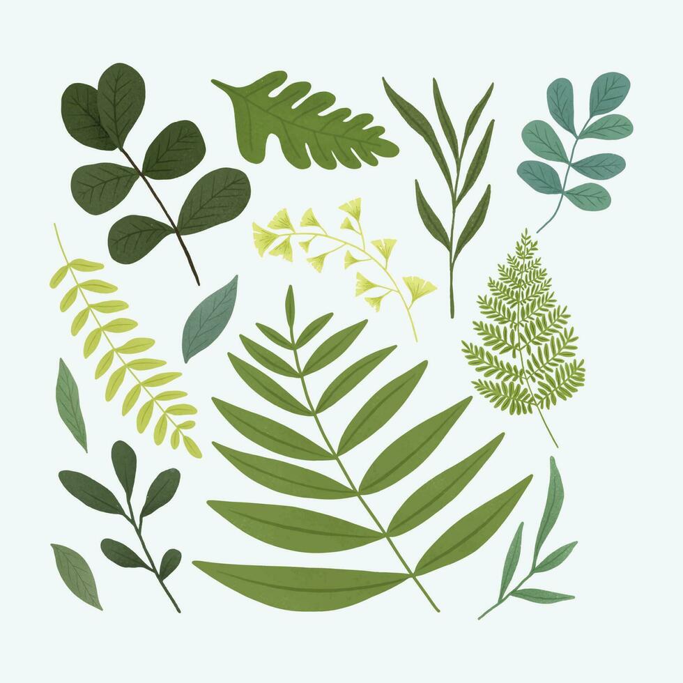 collection of various green leaves vector