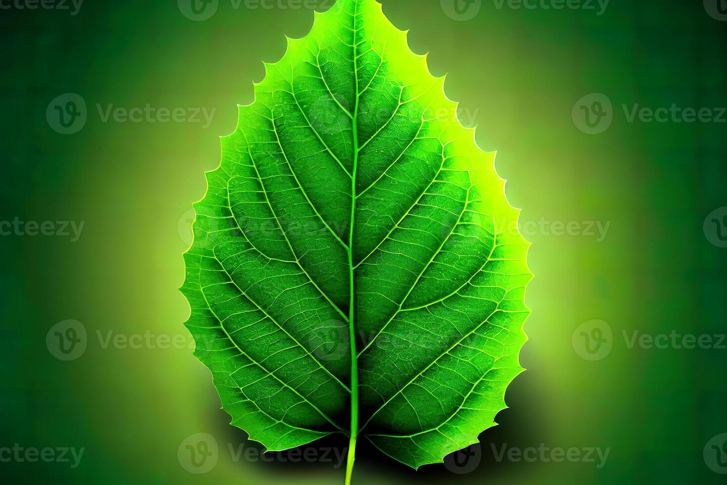 Green leaf, nature background. photo