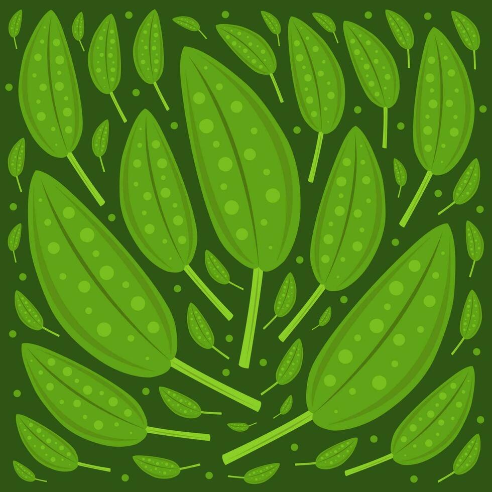 Sage vector illustration for graphic design and decorative element