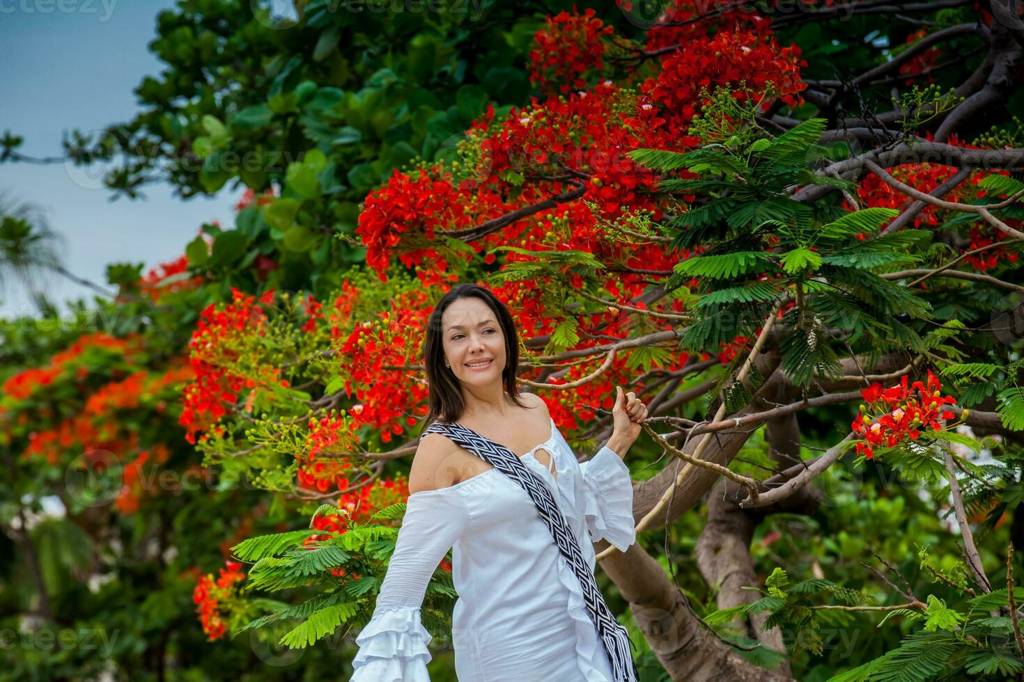 Woman on white dress next to a beautiful flowered tree  at the walls surrounding the colonial city of Cartagena de Indias photo