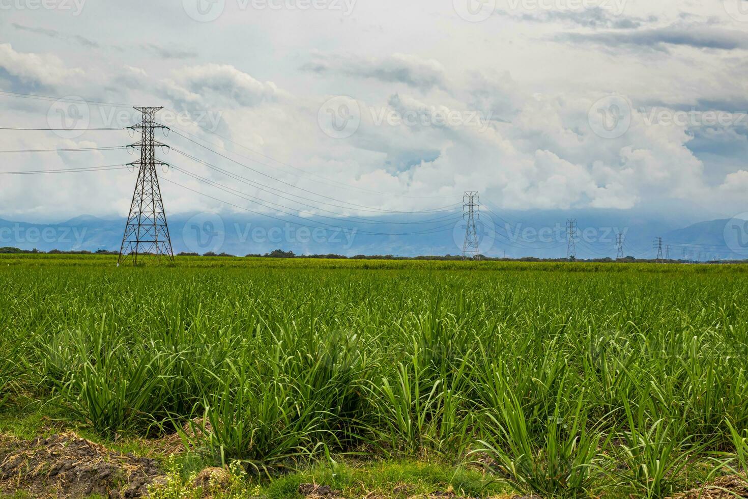Electrical network and sugar cane field at Valle del Cauca region in Colombia photo