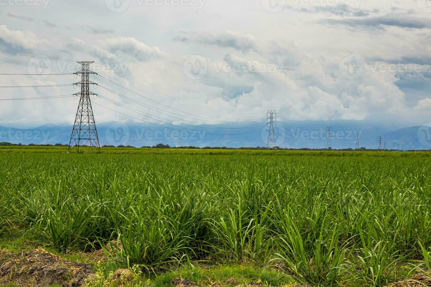 eléctrico red y azúcar caña campo a valle del Cauca región en Colombia foto