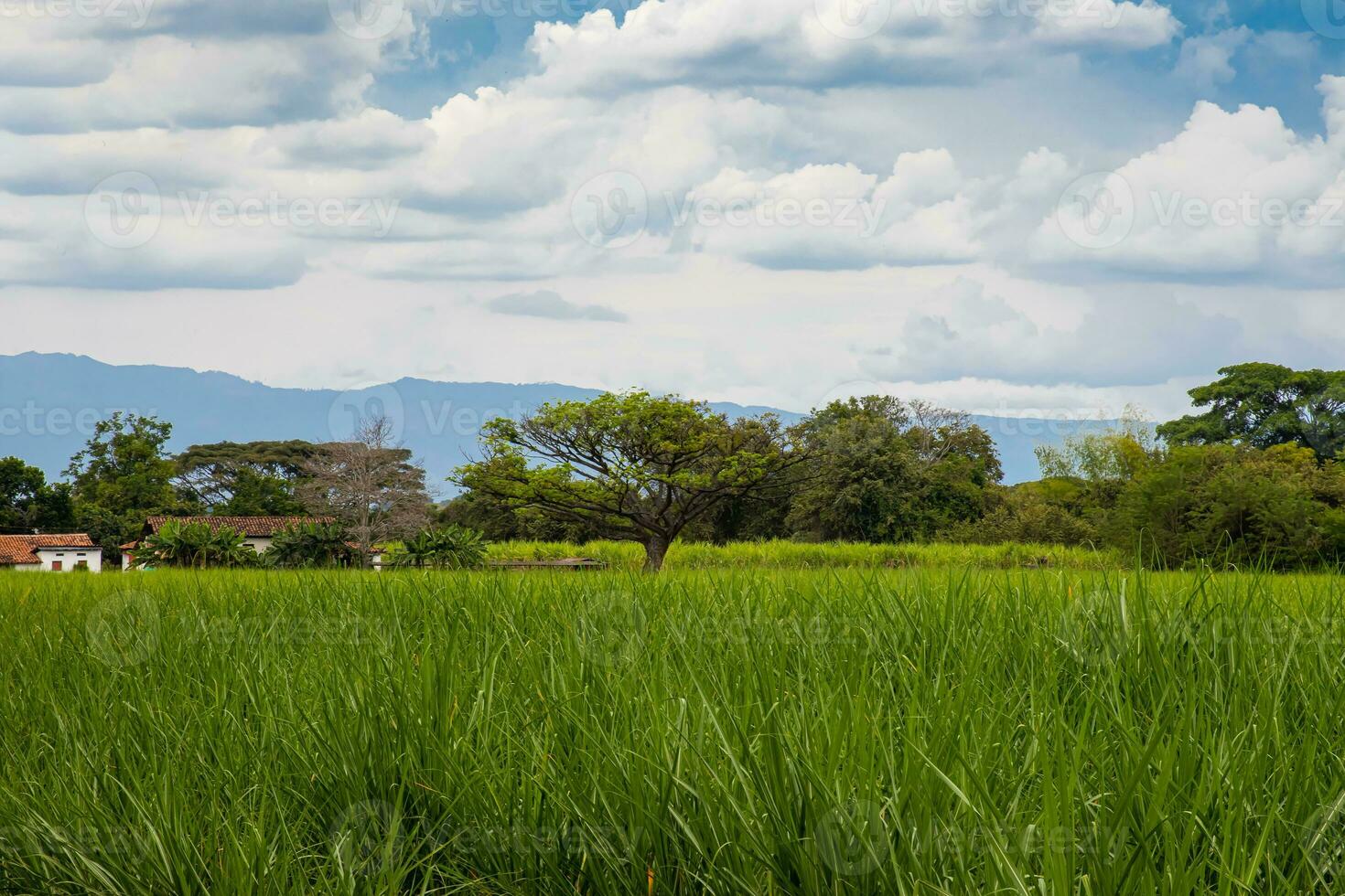 View of the beautiful landscapes with sugar cane fields and the Paramo de las Hermosas mountains at the Valle del Cauca region in Colombia photo