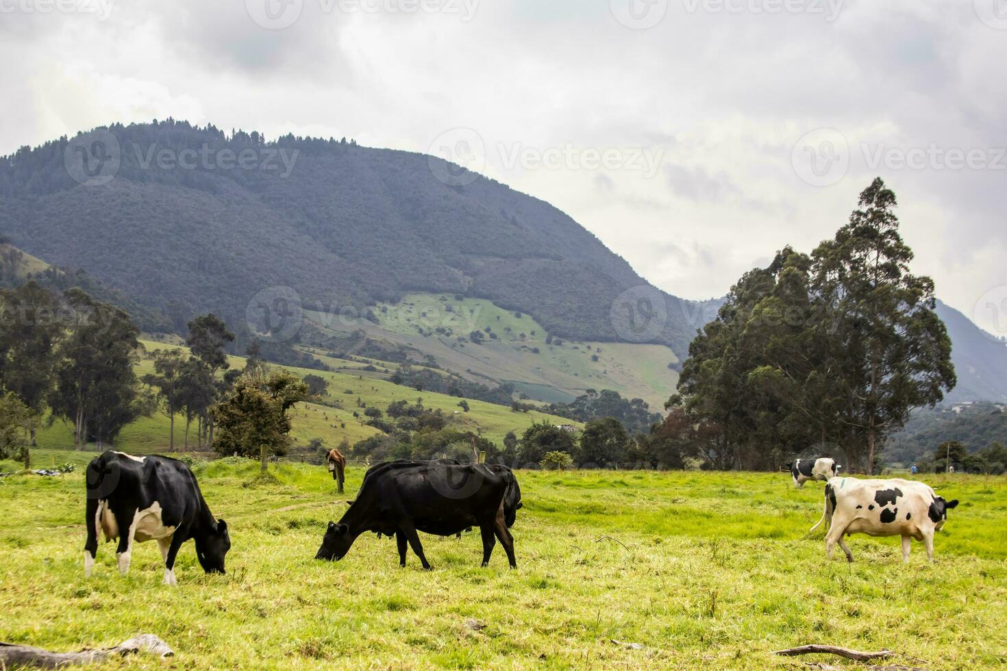 manada de lechería vacas en la caleras en el Departamento de cundinamarca cerca a el ciudad de bogota en Colombia foto