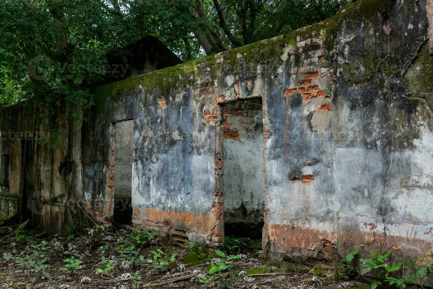 Remains of the destroyed houses of the Armero Town covered by trees and nature after 37 years of the tragedy caused by the Nevado del Ruiz Volcano in 1985 photo