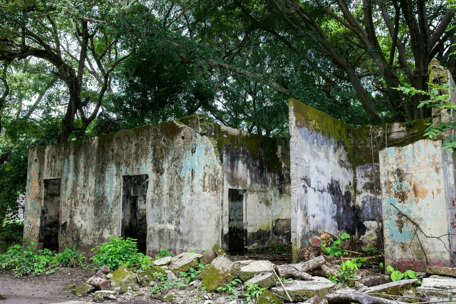 Remains of the destroyed houses of the Armero Town covered by trees and nature after 37 years of the tragedy caused by the Nevado del Ruiz Volcano in 1985 photo