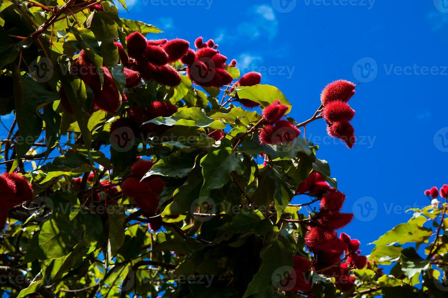 Tree of achiote against a blue sky. The scientific name of this shrub is Bixa orellana and is best known as the source of annatto photo