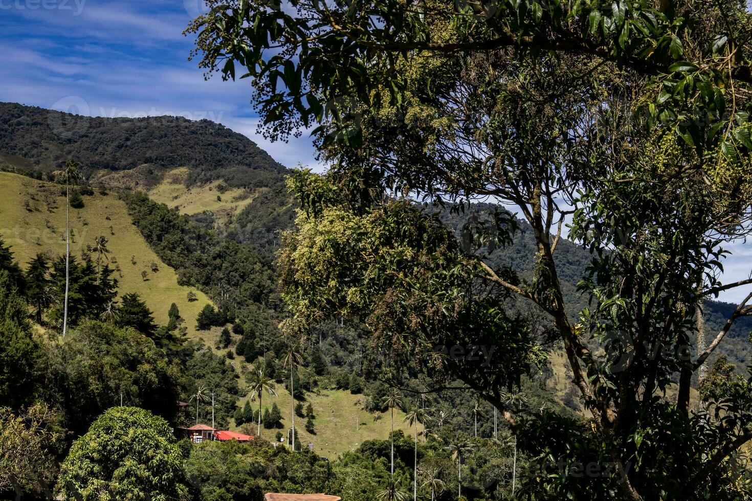 View of the beautiful cloud forest and the Quindio Wax Palms at the Cocora Valley located in Salento in the Quindio region in Colombia. photo