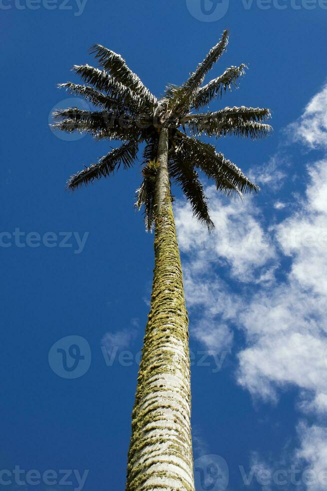 Colombian national tree the Quindio Wax Palm at the Cocora Valley located in Salento in the Quindio region photo