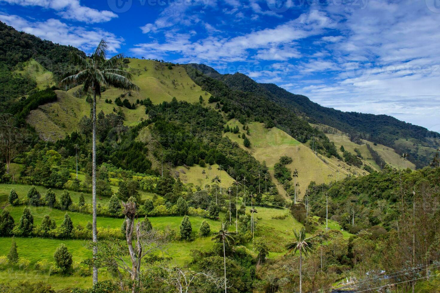 View of the beautiful cloud forest and the Quindio Wax Palms at the Cocora Valley located in Salento in the Quindio region in Colombia. photo