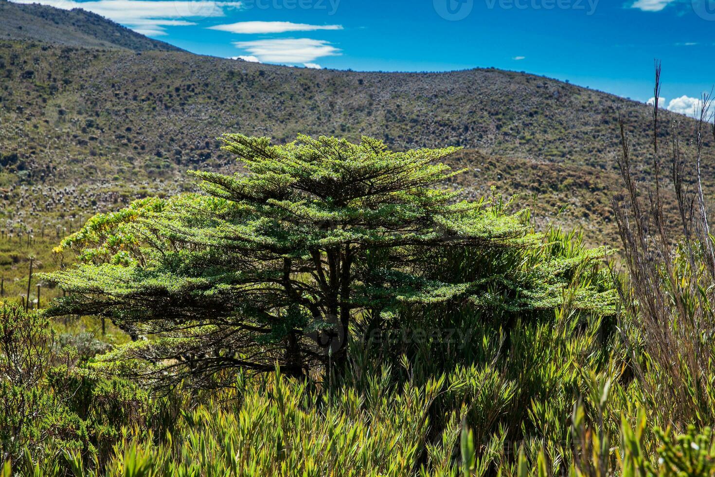 Beautiful landscape of Colombian Andean mountains showing paramo type vegetation in the department of Cundinamarca photo