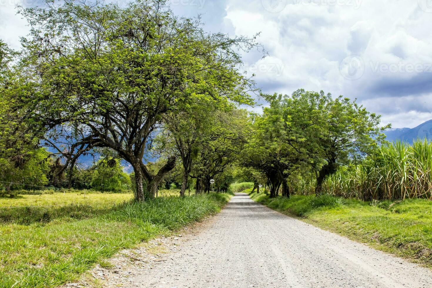 Tree canopy over an unpaved rural road at El Cerrito in the Valle del Cauca region in Colombia photo