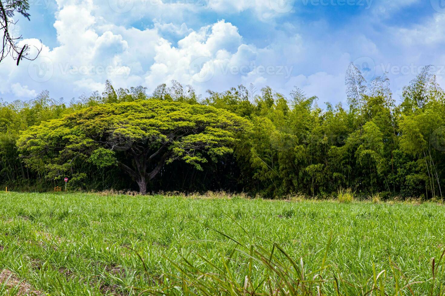 azúcar caña campo, saman y guadua a el valle del Cauca región en Colombia foto