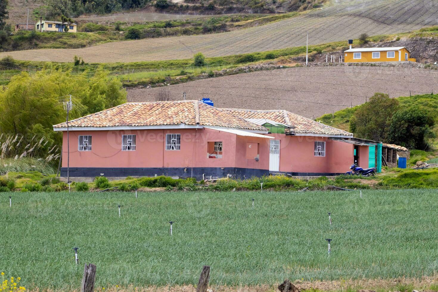 Green onion field at the Boyaca Department in Colombia photo