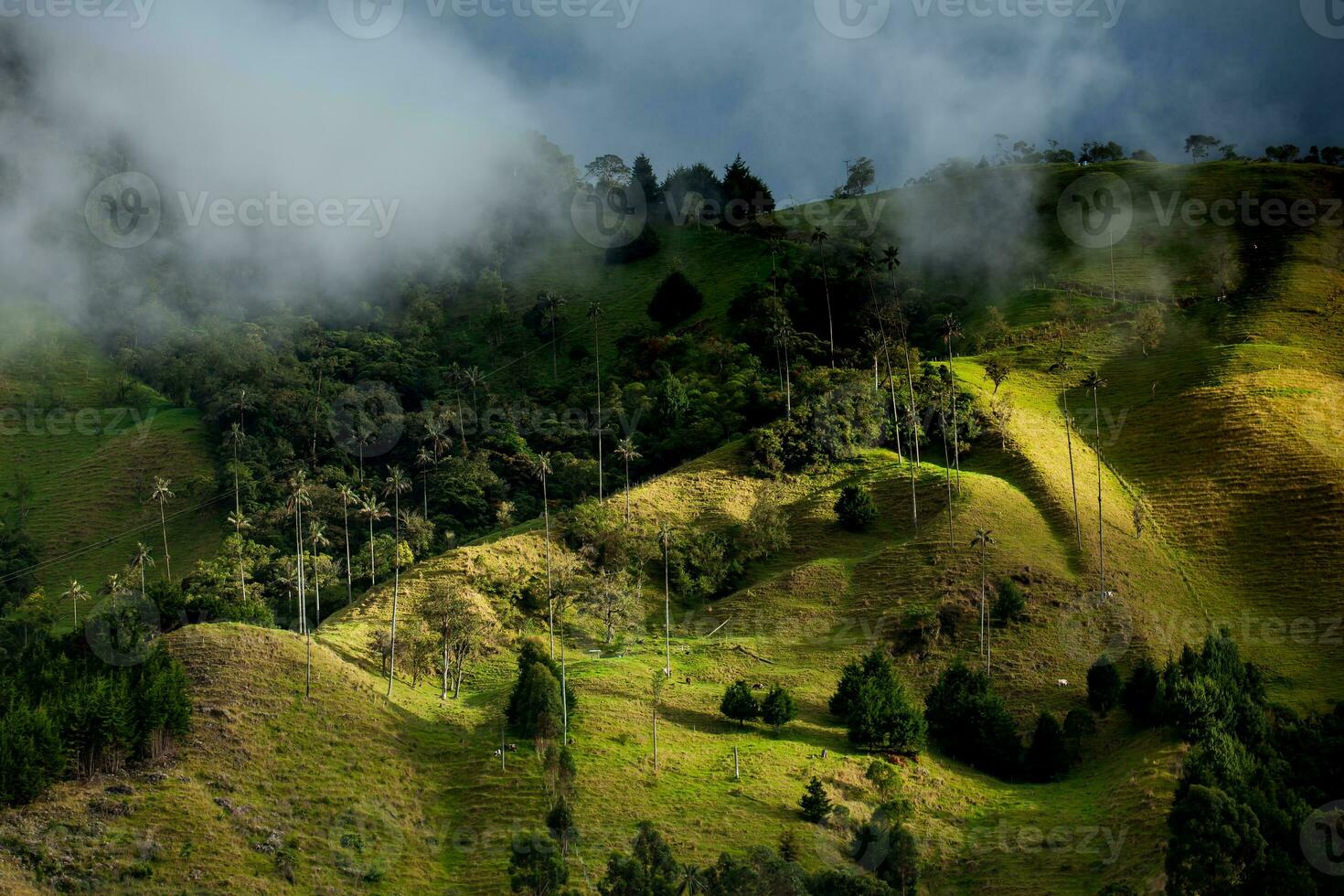 View of the beautiful cloud forest and the Quindio Wax Palms at the Cocora Valley located in Salento in the Quindio region in Colombia. photo