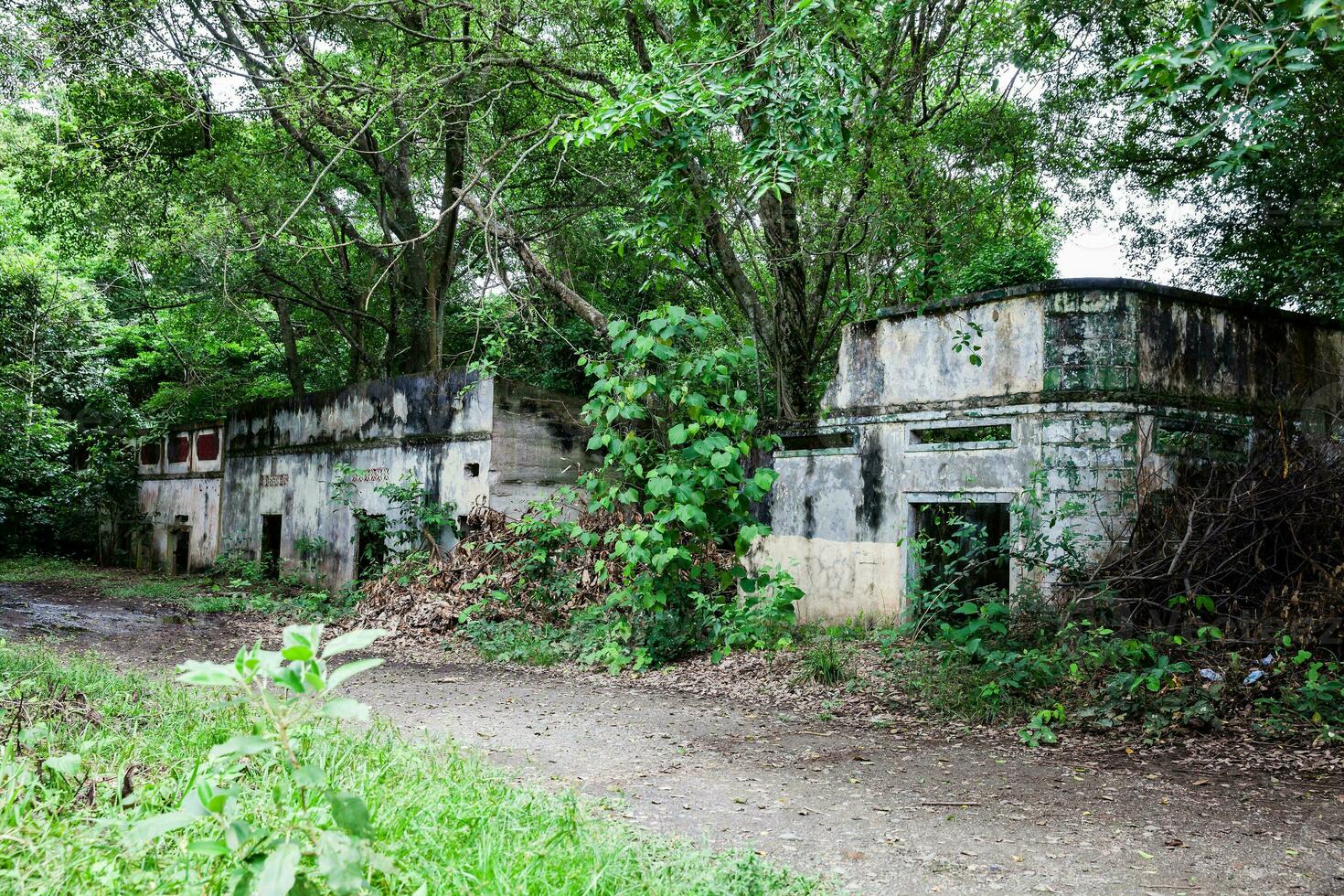 Trees and roots growing over an abanonded house in Armero Town after 37 years of the tragedy caused by the Nevado del Ruiz Volcano in 1985 photo