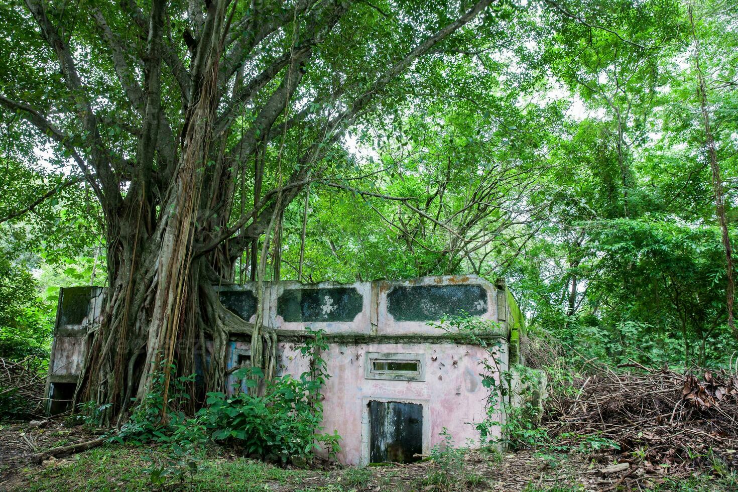 arboles y raíces creciente terminado un abandonado casa en armero pueblo después 37 años de el tragedia causado por el nevado del ruiz volcán en 1985 foto