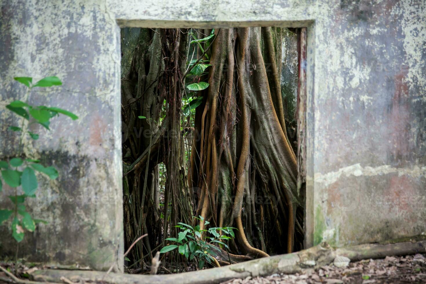 Trees and roots growing over an abanonded house in Armero Town after 37 years of the tragedy caused by the Nevado del Ruiz Volcano in 1985 photo