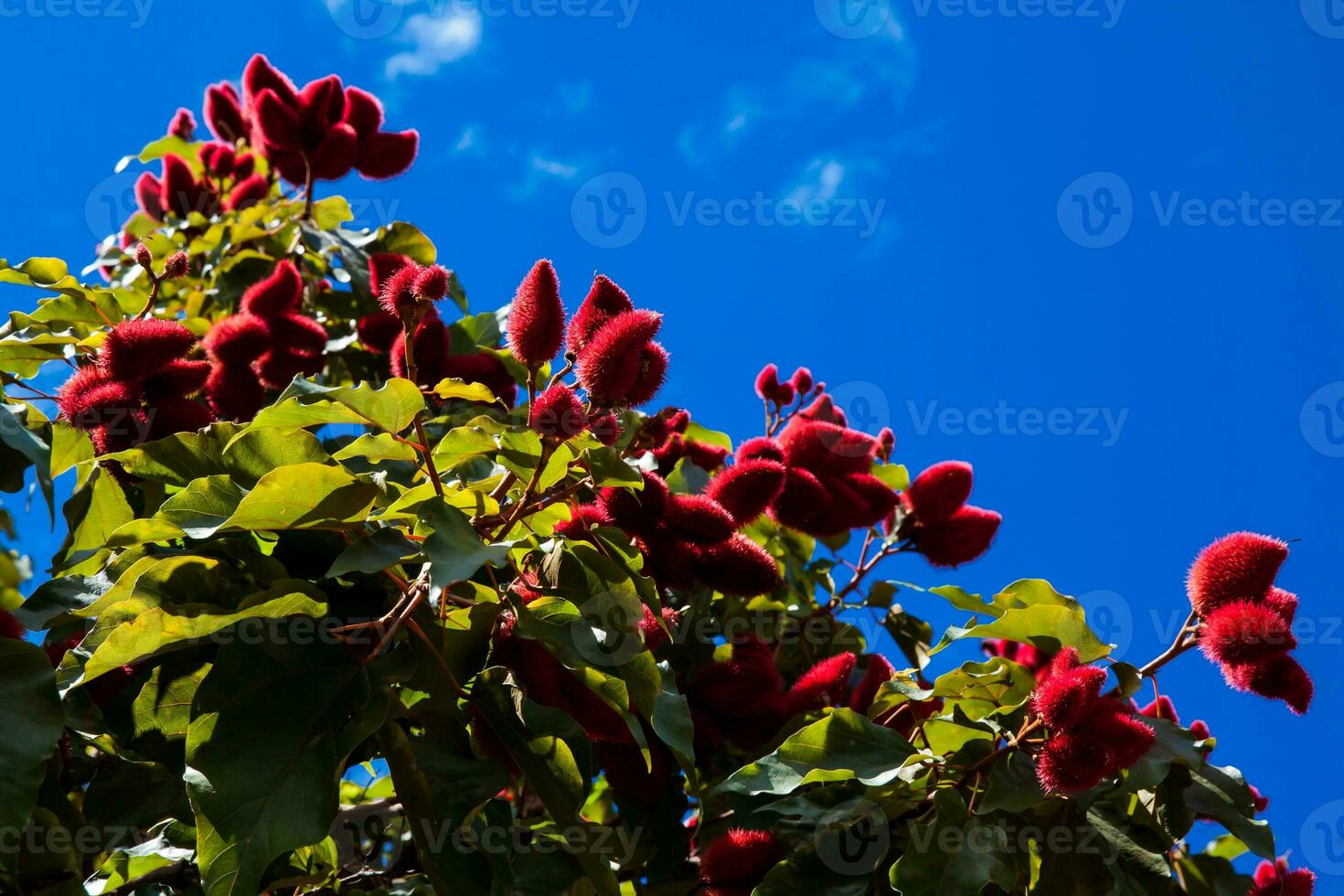 árbol de achiote en contra un azul cielo. el científico nombre de esta arbusto es bixa orellana y es mejor conocido como el fuente de achiote foto