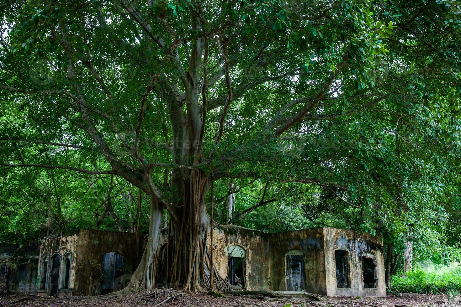 Remains of the destroyed houses of the Armero Town covered by trees and nature after 37 years of the tragedy caused by the Nevado del Ruiz Volcano in 1985 photo