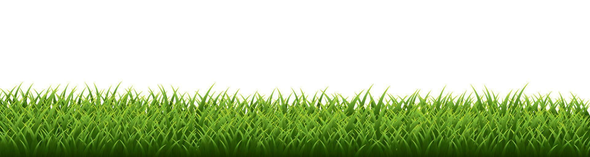 Green grass border set on white background. Vector Illustration