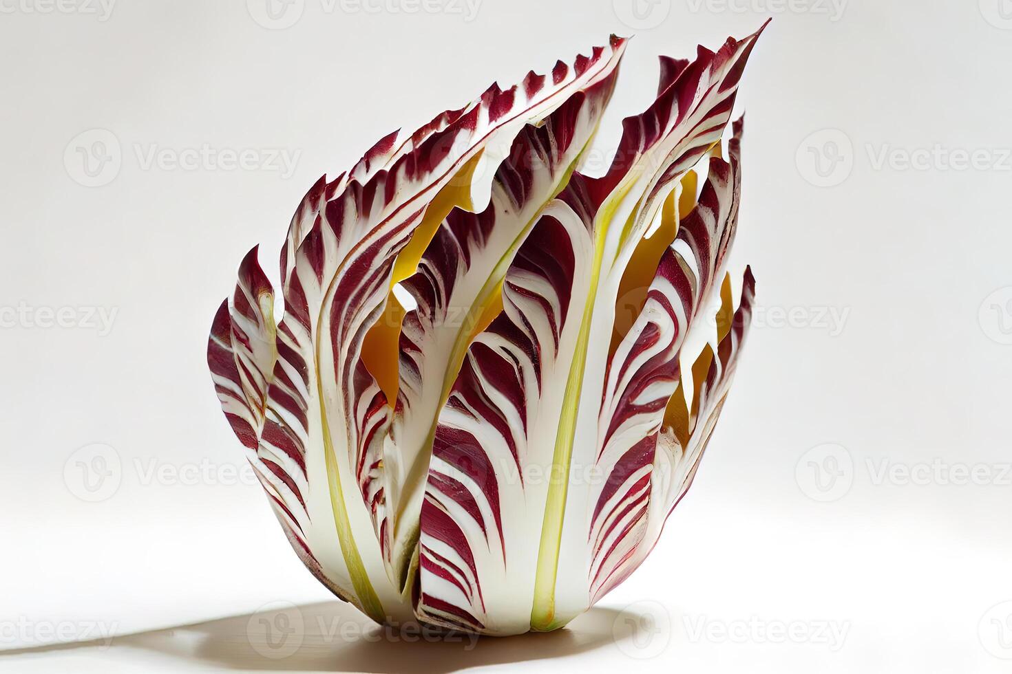 fresh leaf of Radicchio isolated. photo