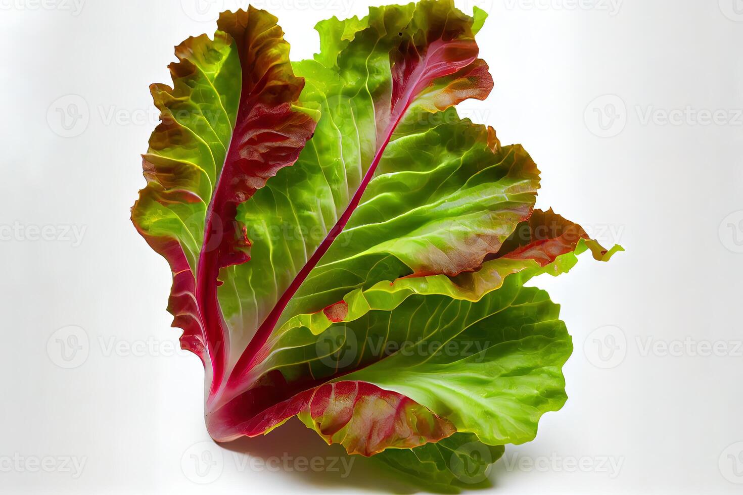 Tasty One natural Green and Red Leaf Lettuce. photo