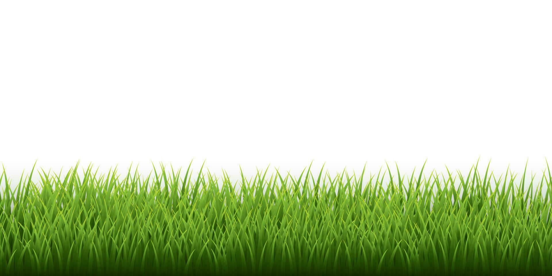 Green grass border set on white background. Vector Illustration