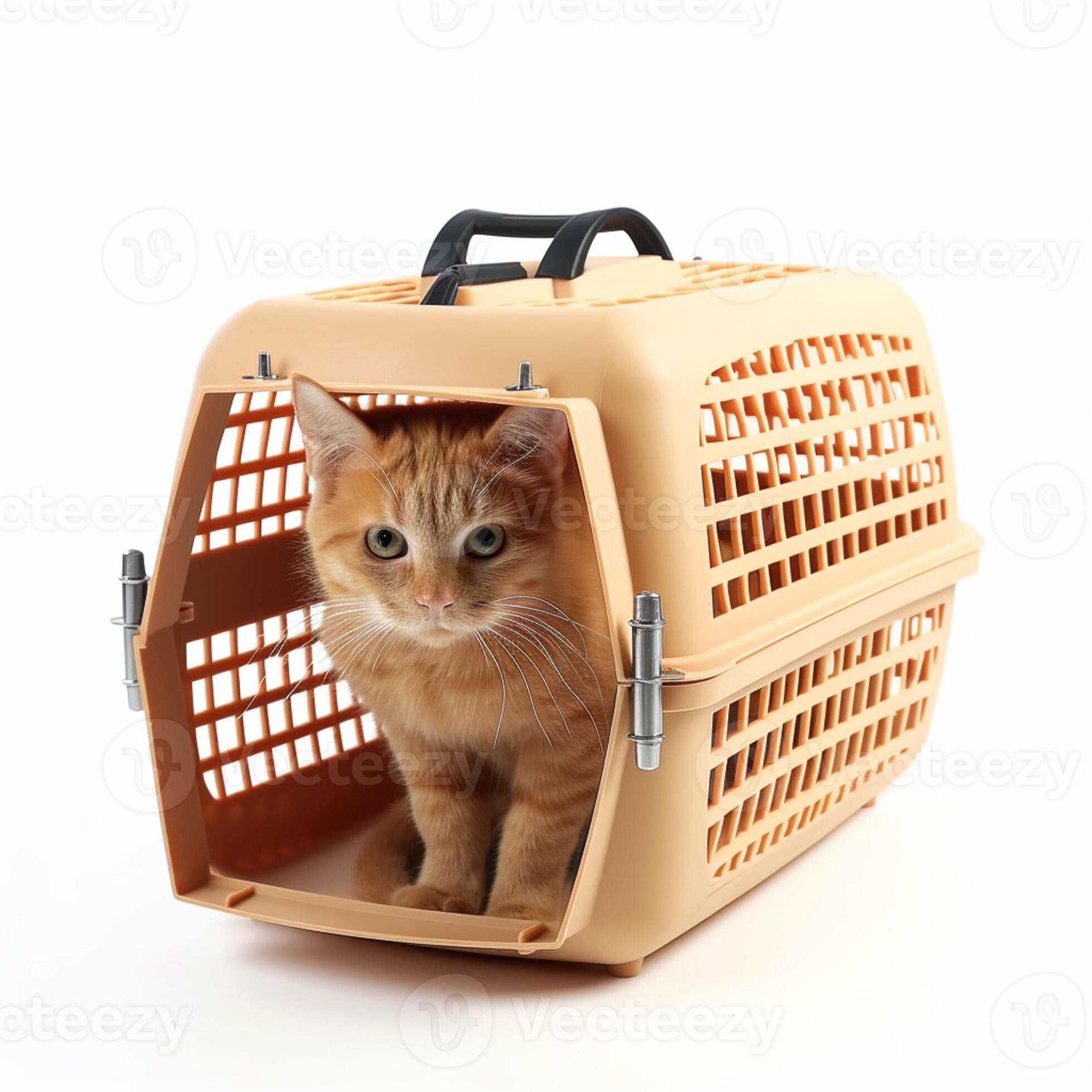 A cat in a carrier Generative AI Generated 23805789 Stock Photo at Vecteezy