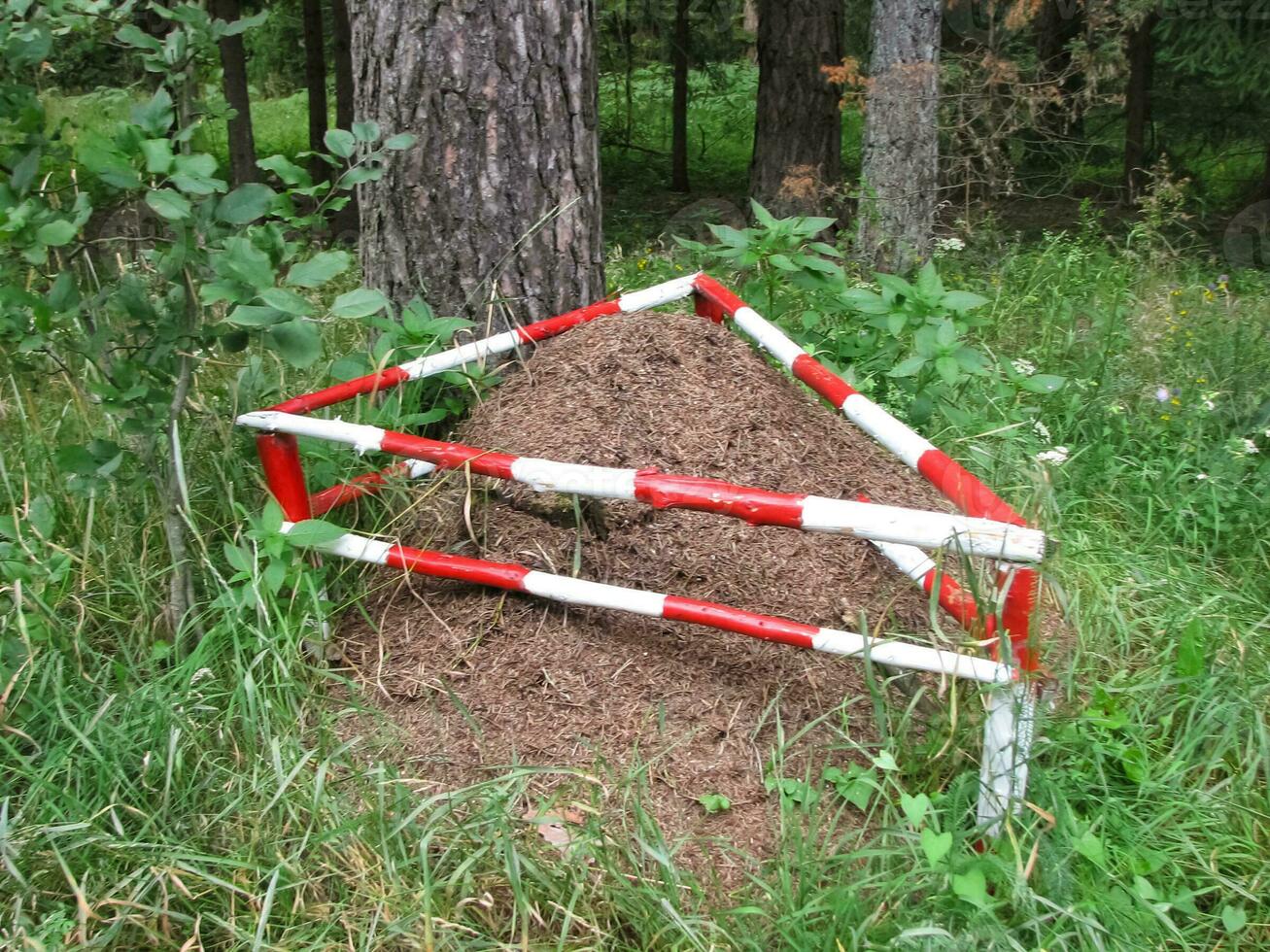 un hormiguero protegido por un cerca. foto