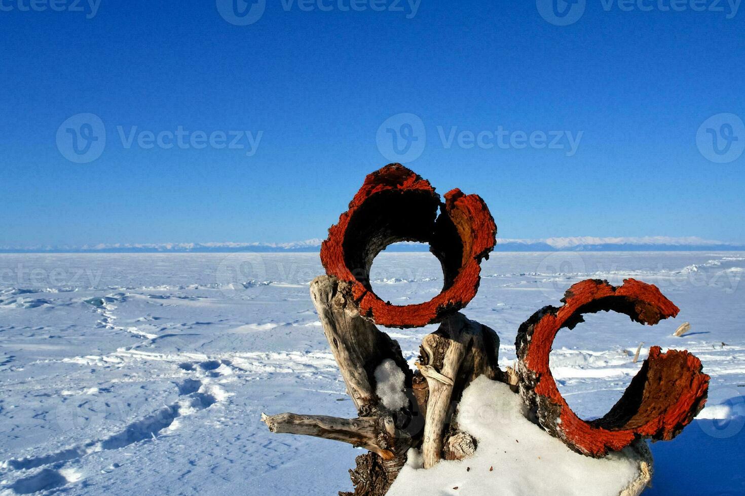 Rings of birch bark removed from the core. bark of the tree. photo