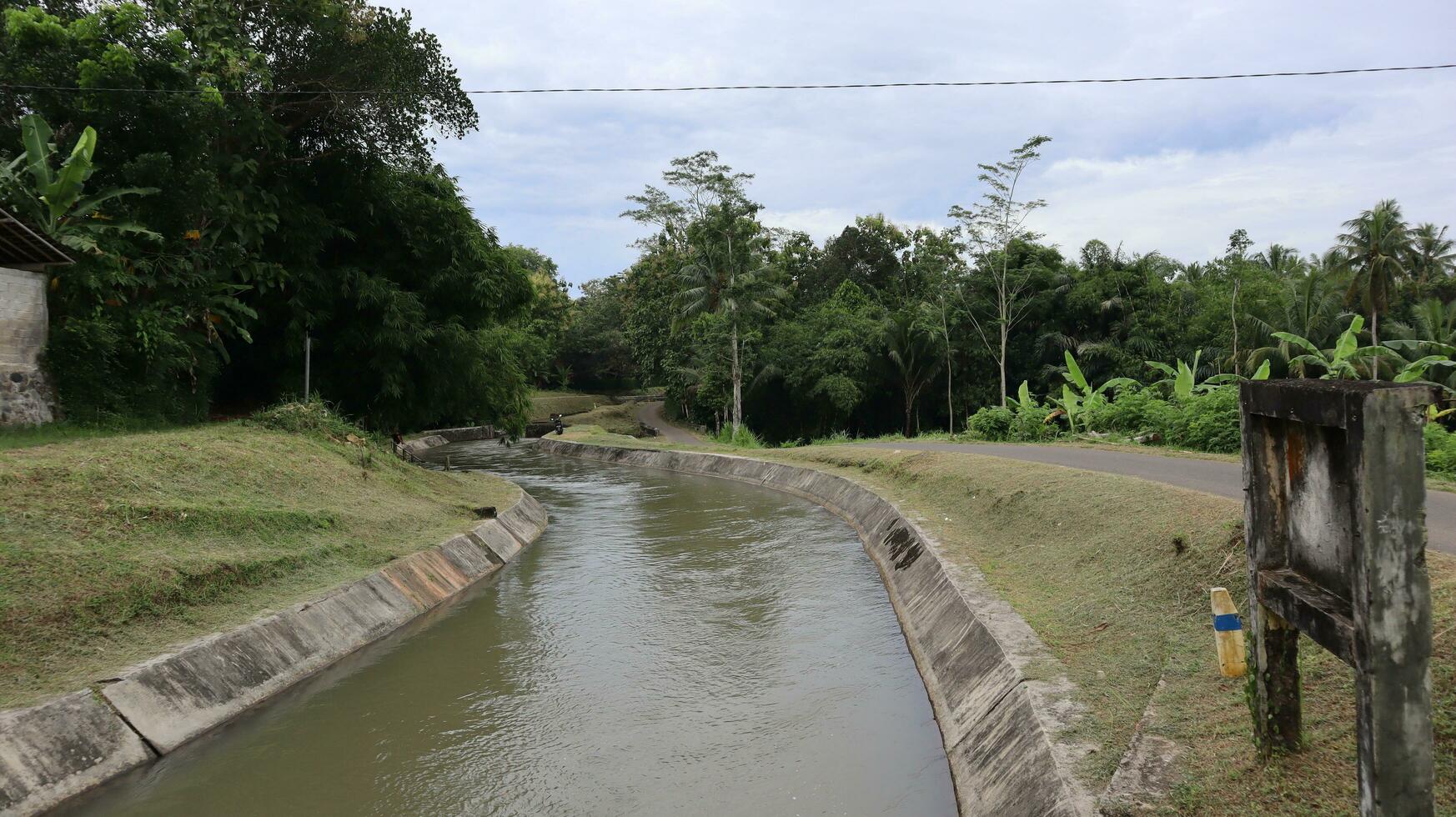 views of the river flowing through the many rice fields around it photo