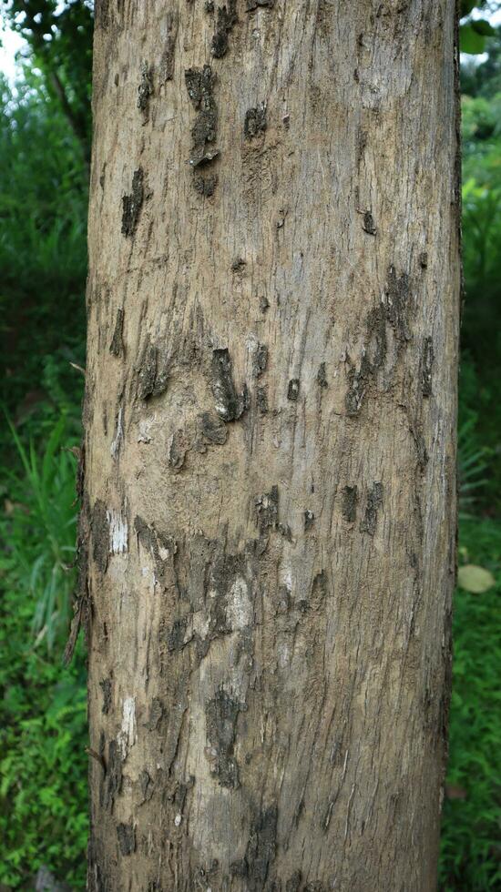 Close-up of the texture of a living teak tree photo