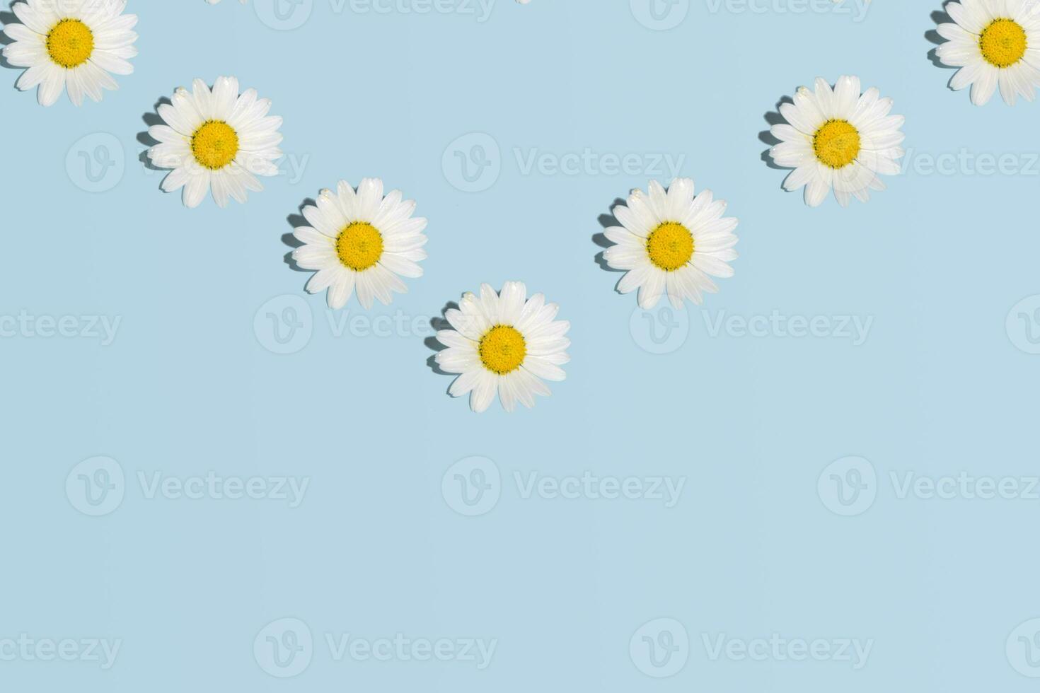 Daisy flowers, creative floral concept against pastel blue background. Envelope idea, message, spring announcement. photo