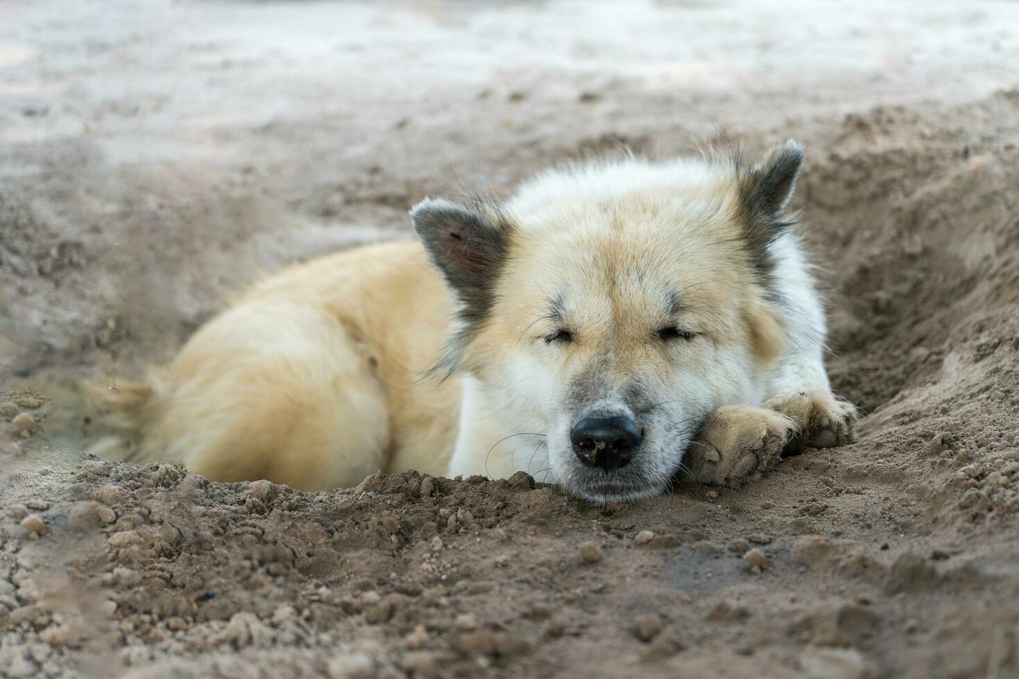 A white Thai Bangkaew dog sits on the ground in the countryside due to the hot weather in Thailand. The cuteness of dogs as pets in the homes of many people. photo