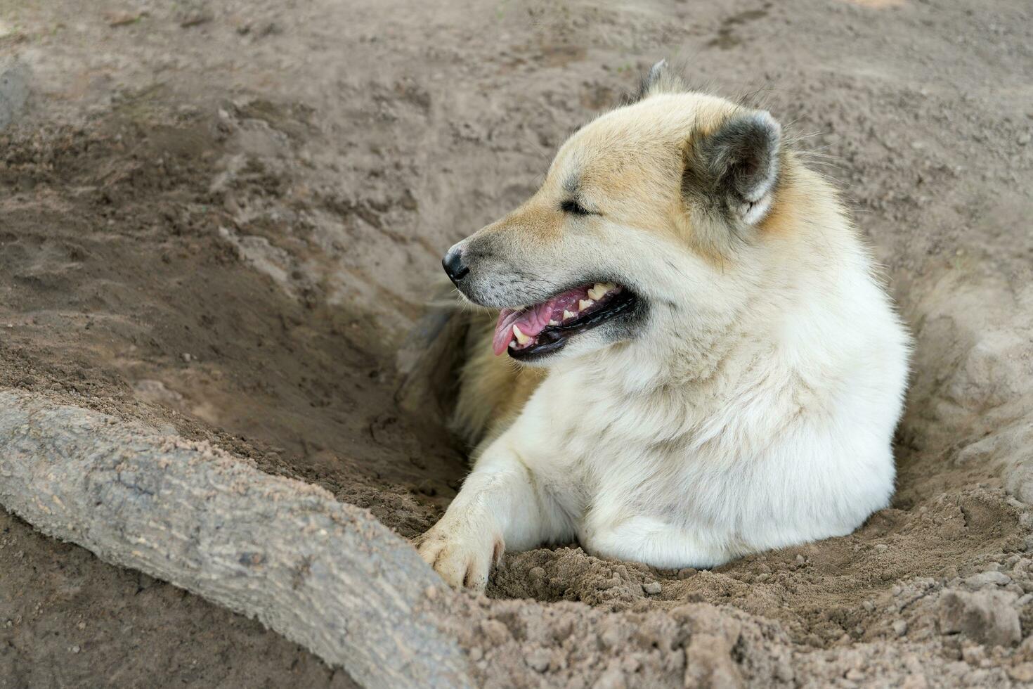 A white Thai Bangkaew dog sits on the ground in the countryside due to the hot weather in Thailand. The cuteness of dogs as pets in the homes of many people. photo