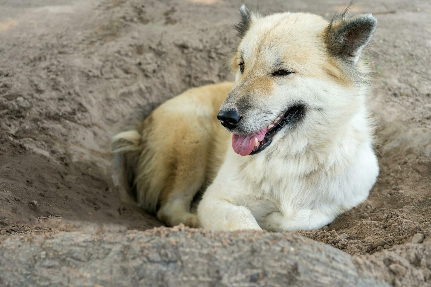 A white Thai Bangkaew dog sits on the ground in the countryside due to the hot weather in Thailand. The cuteness of dogs as pets in the homes of many people. photo