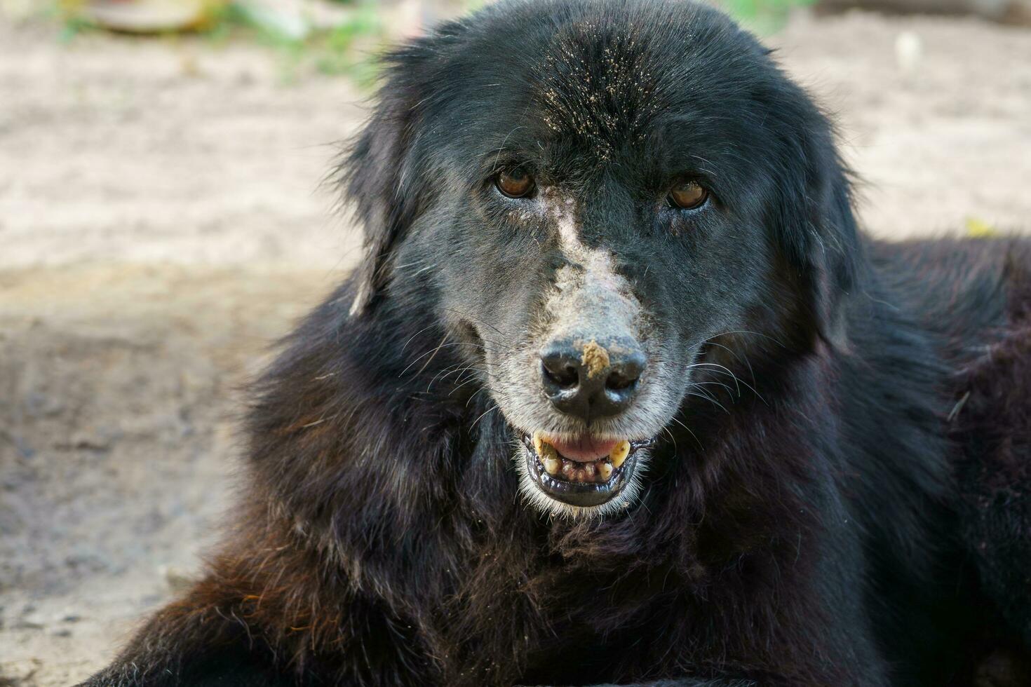 A very old dog with black fur has a bruise on the nose due to mosquito bites. sitting on the ground in the countryside photo