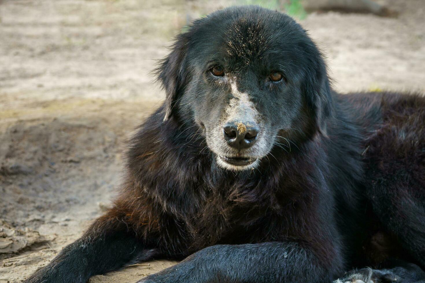 A very old dog with black fur has a bruise on the nose due to mosquito bites. sitting on the ground in the countryside photo