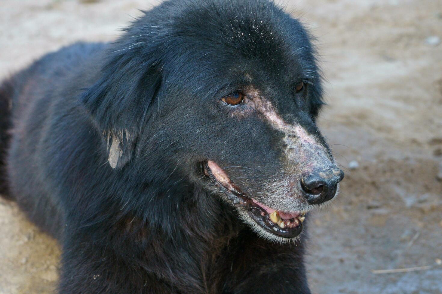 A very old dog with black fur has a bruise on the nose due to mosquito bites. sitting on the ground in the countryside photo