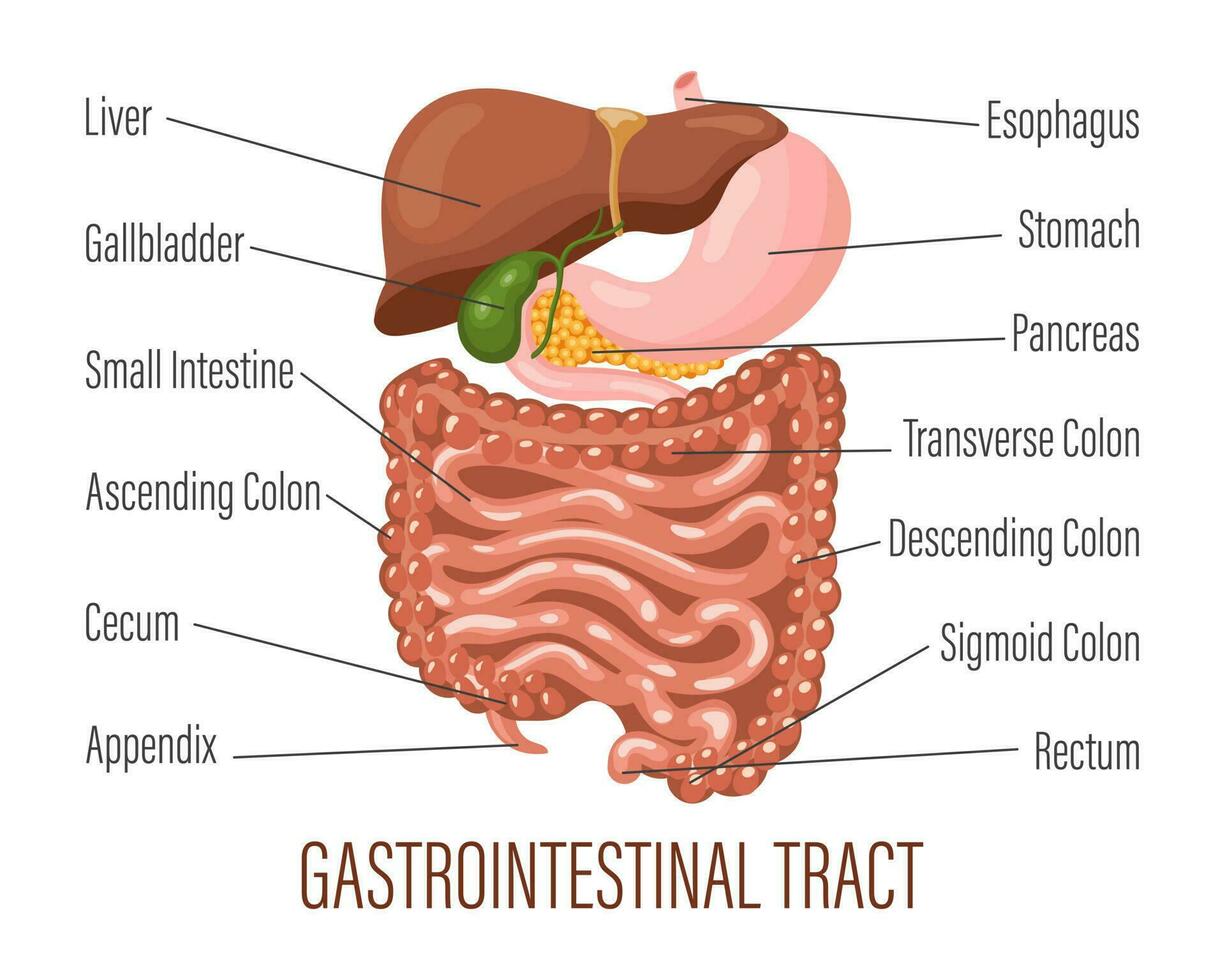 gastrointestinal tracto. humano digestivo sistema anatomía, infografía bandera. hígado, estómago, páncreas, vesícula biliar, intestinos médico concepto. vector