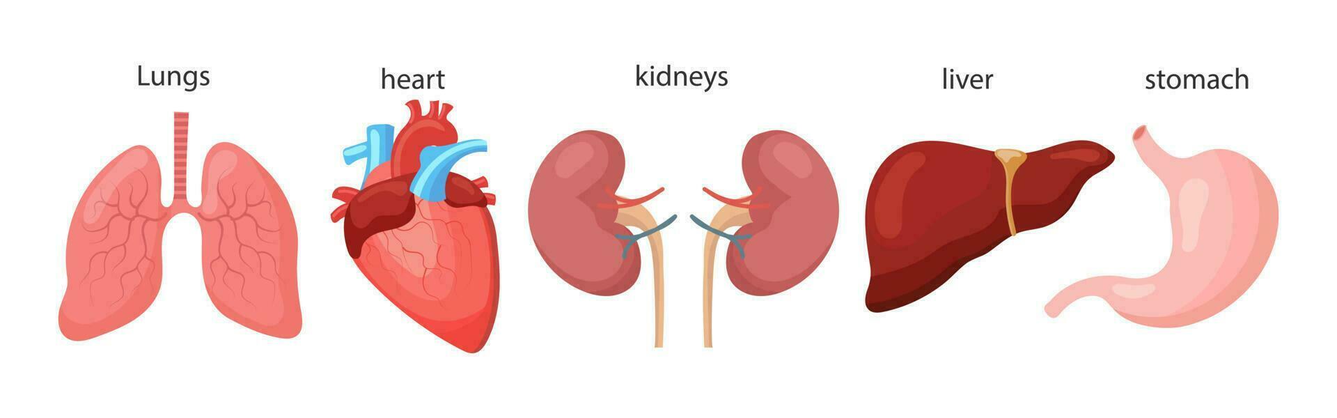 Set of human internal organs. Lungs, heart, liver, kidneys, stomach, pancreas, gallbladder, intestines. Medicine concept. Digestive, respiratory, cardiological, urological anatomy icons. vector