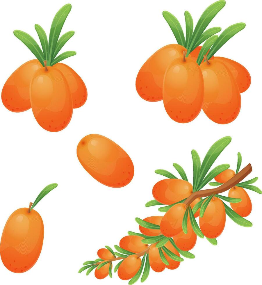 Realistic Cartoon Style Vector Illustration of Sea Buckthorn Berry Branches and Clusters Isolated on White Background