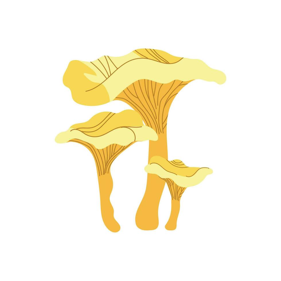 Fresh chanterelle mushrooms isolated on white background. Vector illustration.