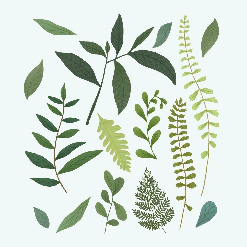 collection of various green leaves vector