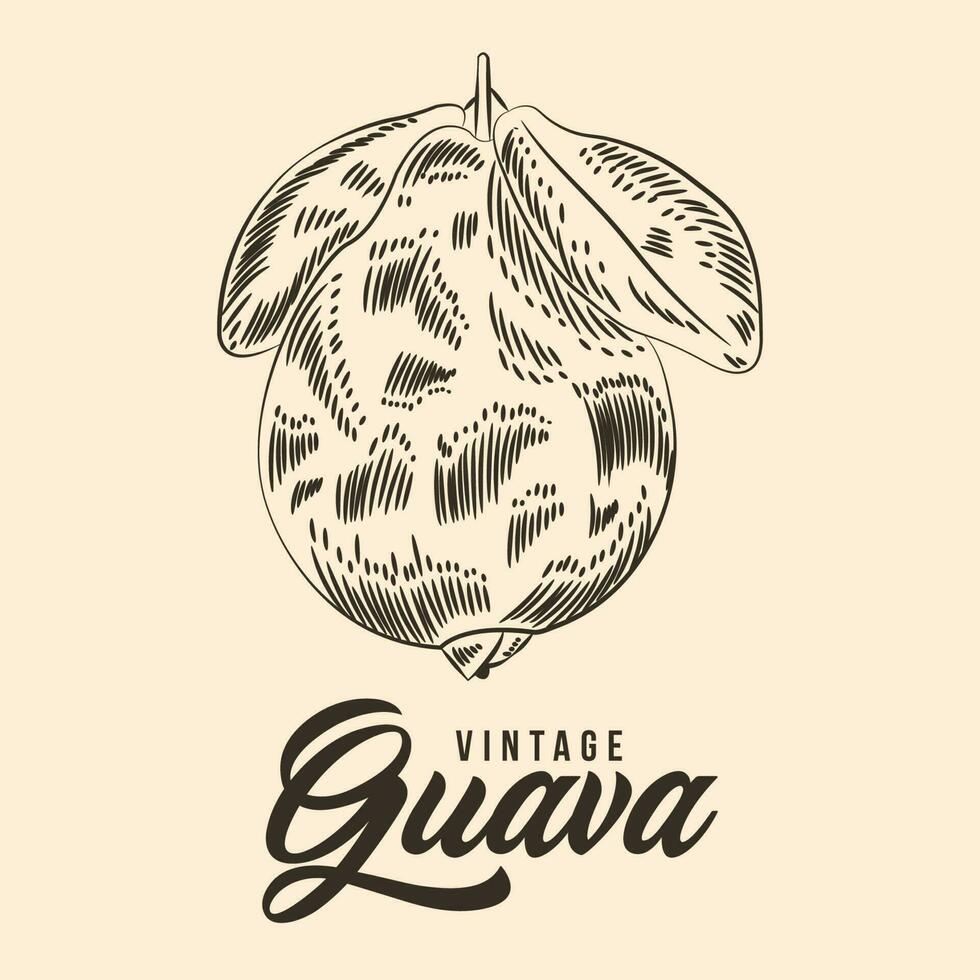 Vintage Hand Drawing Guava Fruit Sketch Vector Stock Illustration